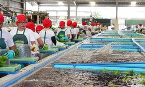 Sau sầu riêng, đến lượt một loại quả quen thuộc của Việt Nam đang lên cơn sốt: Sản xuất 2,3 triệu tấn nhưng không đủ để xuất khẩu, Trung Quốc thu mua toàn bộ