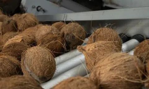 Không phải thanh long hay sầu riêng, một loại quả của Việt Nam được Mỹ tích cực săn lùng: Thu về hơn 100 triệu USD, giá hơn 50.000 đồng/quả