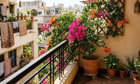 Ban công hướng Tây nắng như đổ lửa, trồng cây gì để vừa sống khỏe vừa đẹp?