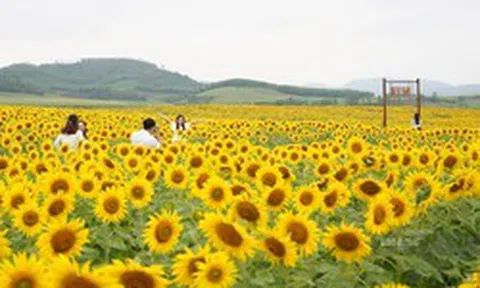 Tuần sau, bà Thái Hương mở cửa miễn phí cánh đồng hướng dương 500.000m2, cơ hội ngắm hoa từ khinh khí cầu trong 2 ngày