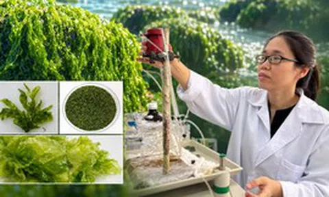 Phát hiện chưa từng được công bố từ 2 loài quen thuộc ở Việt Nam: Tiềm năng chống ung thư