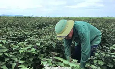 Tía tô có giá trị gì mà nông dân tính thu tiền tỷ?