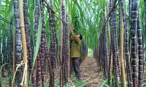 Mía đường Sơn La báo lãi sau thuế giảm 72%, chốt ngày chia cổ tức 100% bằng tiền mặt