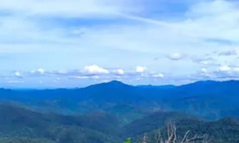 Tín chỉ các-bon rừng: Mỏ vàng hay phép thử lớn?