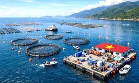Việt Nam hạ thủy "cỗ máy in tiền" 67 tỷ đồng xuống đặc khu Cô Tô, mở lối săn kho báu 670.000 tấn/năm