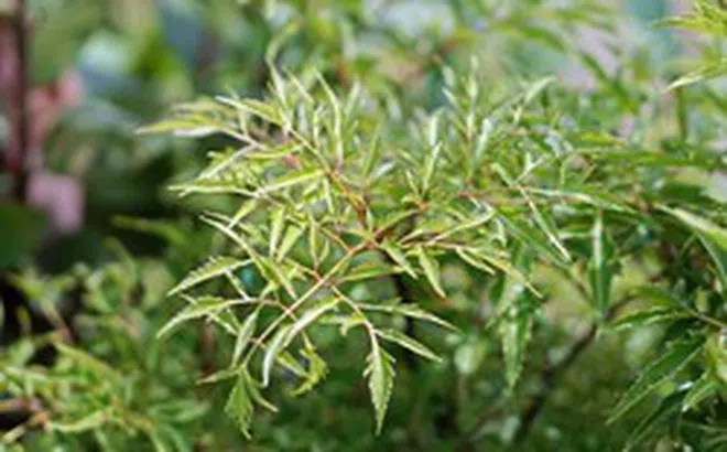 Một loại cây quá quen, được ví như nhân sâm của người nghèo, giúp doanh nghiệp trên sàn chứng khoán thu hàng trăm tỷ mỗi năm